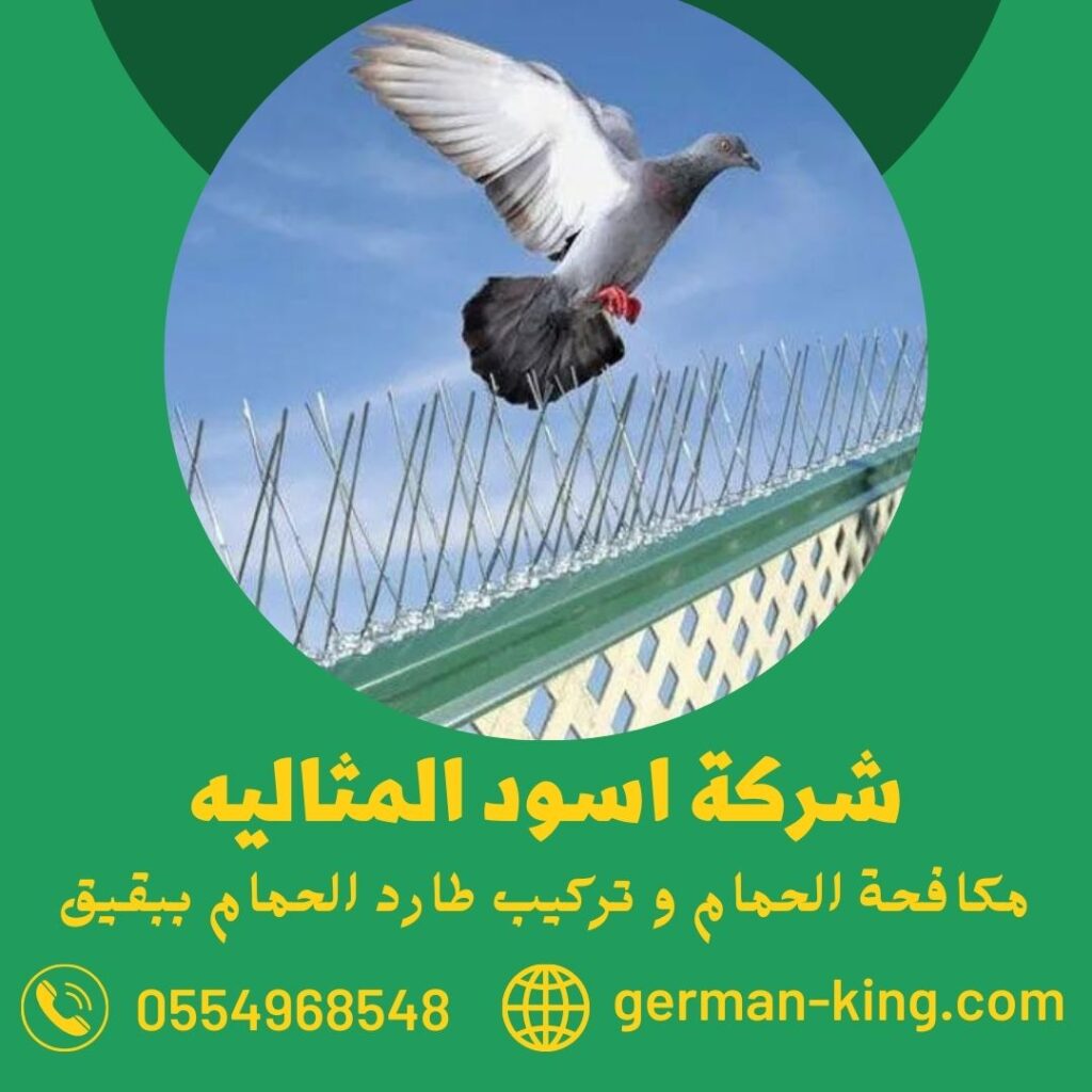 شركة مكافحة الحمام ببقيق شركة مكافحة الحمام ببقيق